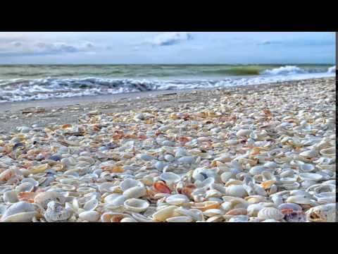 1 Hour Sea Shell Sounds