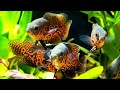 Ikan Hias Air Tawar Oscar