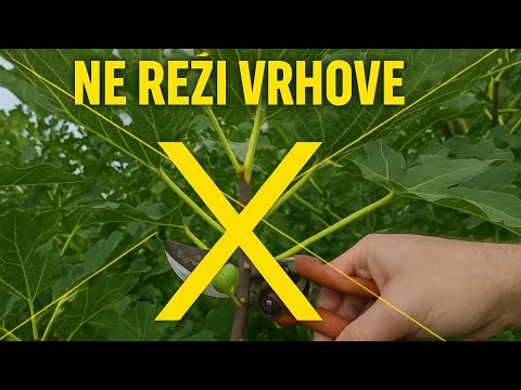 GROSSER Fehler: Warum man im Herbst niemals die Spitzen von Feigen abschneiden darf!