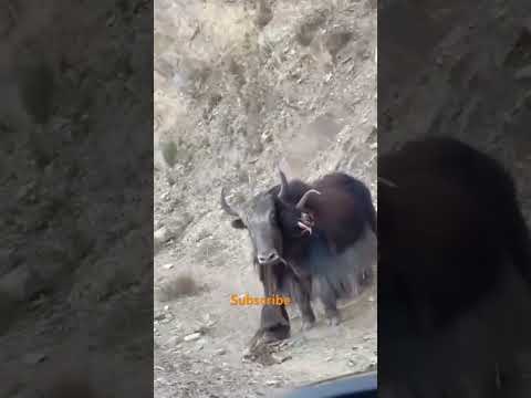 Wild yak battles 😱||| #youtubeshorts  #yak  #wildlife