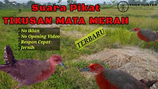Download lagu Suara Pikat Burung Tikusan Mata Merah - Ayam Ayaman Sawah TERBARU 2022 mp3 Download lagu Suara Pikat Burung Tikusan Mata Merah - Ayam Ayaman Sawah TERBARU 2022 mp3