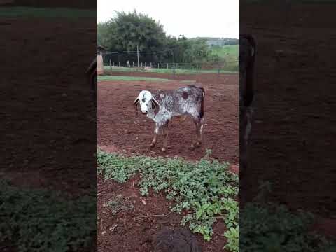 NOVA INTEGRANTE GIR LEITEIRO FAZENDA SOZA {ANTONIONE X PRATINHA (JAGUAR)} - ITAÚ DE MINAS/MG