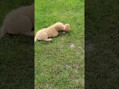 Bear - Goldendoodle puppy for sale
