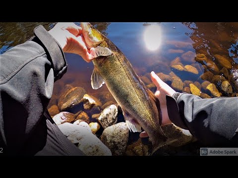 KESÄINEN ILTAPÄIVÄSYÖNTI KOSKEN PENKALLA | KUHAN JIGIKALASTUS | KUHAT HUONOLLA SYÖNNILLÄ!