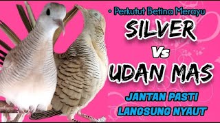 Download lagu Perkutut Betina Silver vs Udan Mas Berlomba Memanggil dan Merayu Jantan mp3