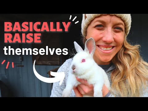 YouTube video about: How many ribs do rabbits have?