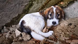 Homeless Puppy Waited Every Day for Someone to take Him Home