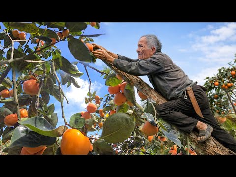 Crazy 87-Year-Old Grandpa Quits The City — 87 years old and still harvesting to survive.