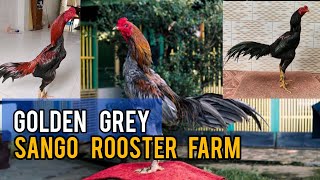 Download lagu Golden Grey Stud - Sango Rooster Farm mp3 Download lagu Golden Grey Stud - Sango Rooster Farm mp3