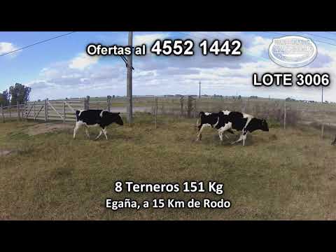 Lote 8 Terneros 6 HO - 2 KIWI 151 Kgkg -  en Egaña, a 15 Km de Rodo