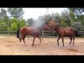 Horse Meeting 12