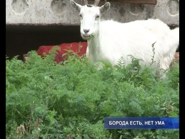 Козы облюбовали цветы.