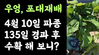 우엉???? 비료포대 재배???? 4월상순 파종한 것 뽑아보니????? 