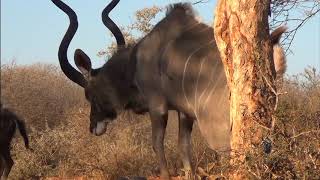 Motsomi Safaris Bow Hunting Kudu CKeith