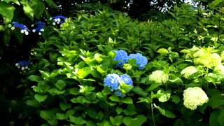 preview picture of video 'hortensias aux jardins de la Pérouse du Mitan'