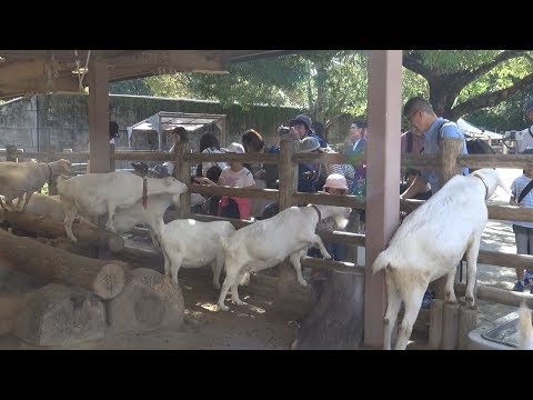東山動植物園シリーズ　体感！こども動物園