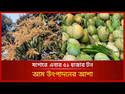 যশোরে এবার ৫১ হাজার টন আম উৎপাদনের আশা
