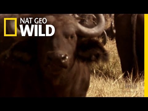 Lion Hunt Fail | Nat Geo Wild