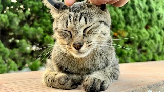 頑張って起きて付き合ってくれてる可愛い猫ニャッツ