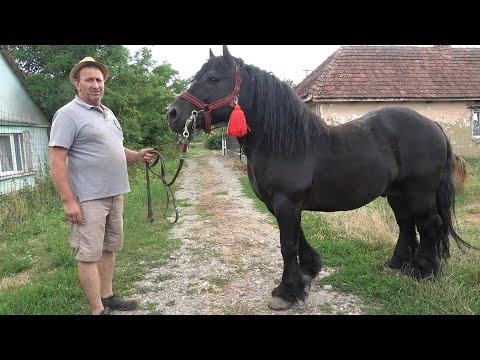 Armasarii lui Catalin de la Craidorolt, Satu Mare - 2025 Nou!!!