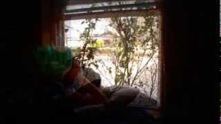Looking Out The Window With The Blue Hat On - Ukulel(e)
