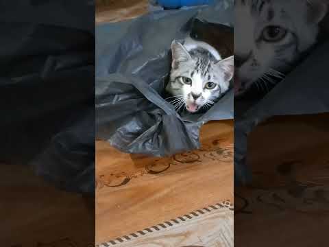 A cat who likes to sleep in a plastic bag😹