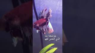 Alam nashrah - surah - Islamic status video