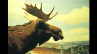 Phantom - Of Monsters and Men (with lyrics)