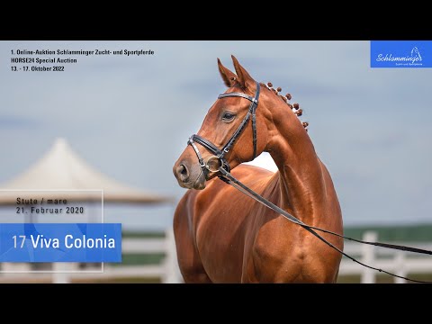 Schlamminger-Auktion Lot 17 Viva Colonia Stute v. Vivaldos - Fürst Piccolo