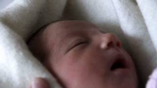 Den svenska björnstammen - Iris