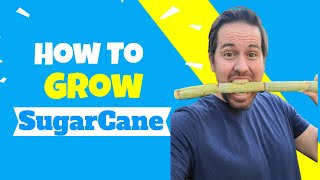How To Grow Sugar Cane