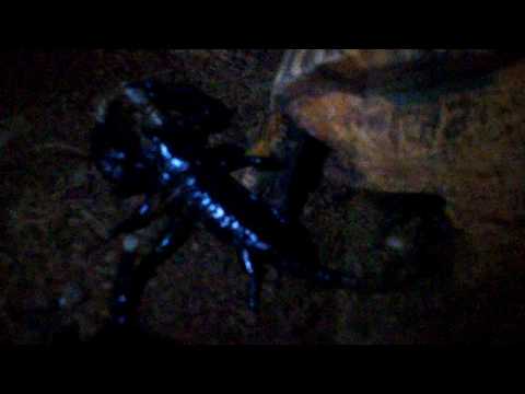 Baby scorpions eating