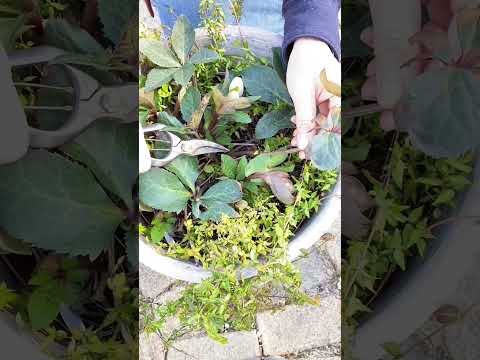 クリスマスローズ2023