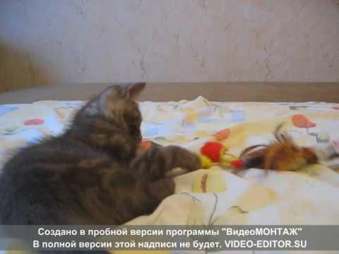 ВИДЕО БРИТАНСКОГО КОТЕНКА ТОМАСА