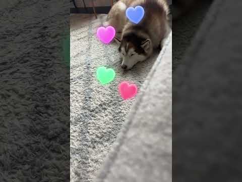 ￼#dog #naavya #Hurts ￼