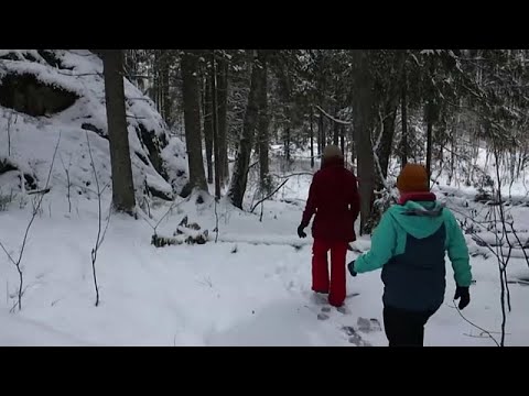 Finland's 'health forests' are helping patients reap the mental health benefits of being in nature