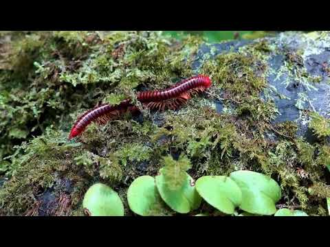 Borneo ~ Death ~ Blow ~   ~ Full ~ Documentary