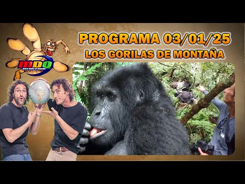 MDQ PARA TODO EL MUNDO - PROGRAMA 03/01/2025 - EN BUSCA DE LOS GORILAS DE MONTAÑA DE ÁFRICA
