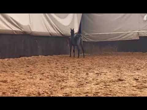 Zee Sultanaha. Kinz Al Baydaa & Simply Eriesistable  Filly 2019