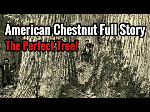 American Chestnut Full Story