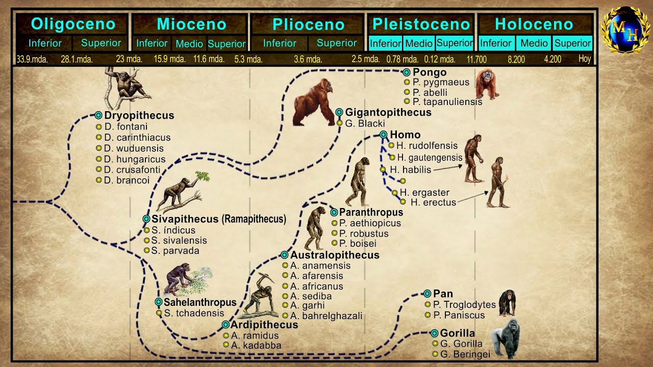 El Proceso de Hominización