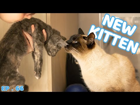 How Does Siamese Cat React to Kitten