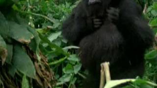 Fabrizio De Andrè - Il Gorilla