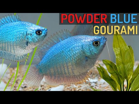 , title : 'The Power of Powder Blue: A Guide to Raising and Caring for Gourami Fish (Trichogaster lalius)'