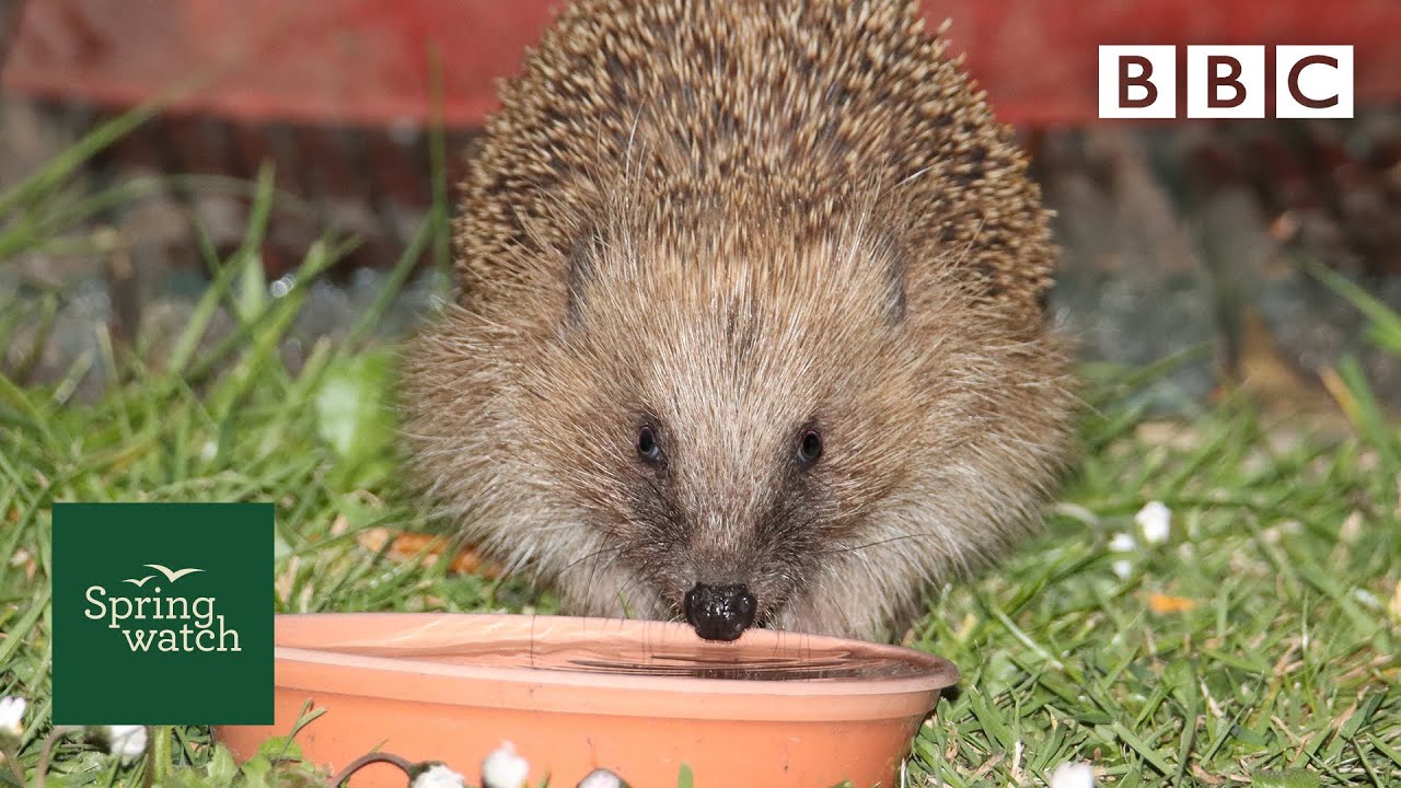 Our spring wildlife webcams live! 🐤🦊🐿 - Mon 8 June - Springwatch - BBC