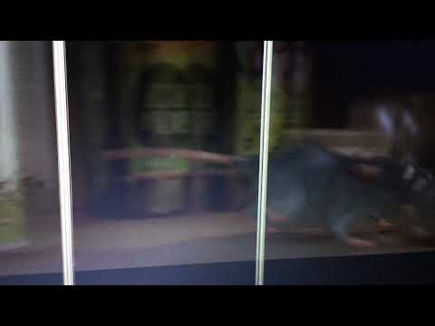 Toon story part 13 blus bandages