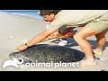 Two Turtle S In Love The Crocodile Hunter Animal Planet