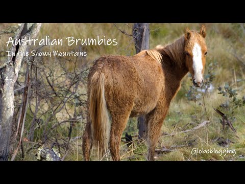Mob of Australian Brumbies in the Snowy Mountains