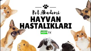 PET AKADEMİ | 1. BÖLÜM