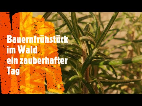 Bauernfrühstück im Wald | Kleine Wanderung | Impressionen | Ein zauberhafter Tag in der Natur kochen